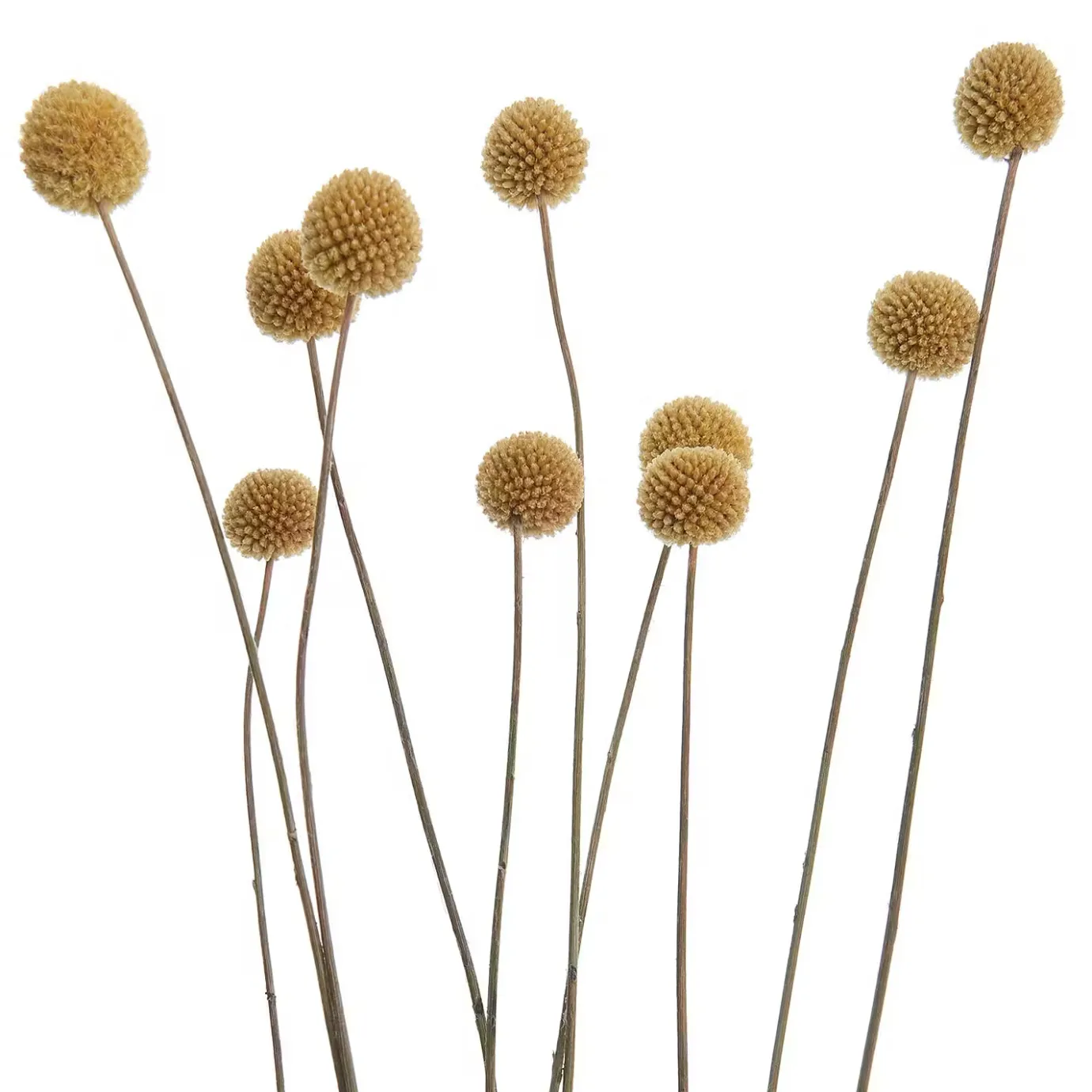 Butlers FLOWER MARKET Trockenblumen Craspedia- Kunstpflanzen|Trockenblumen