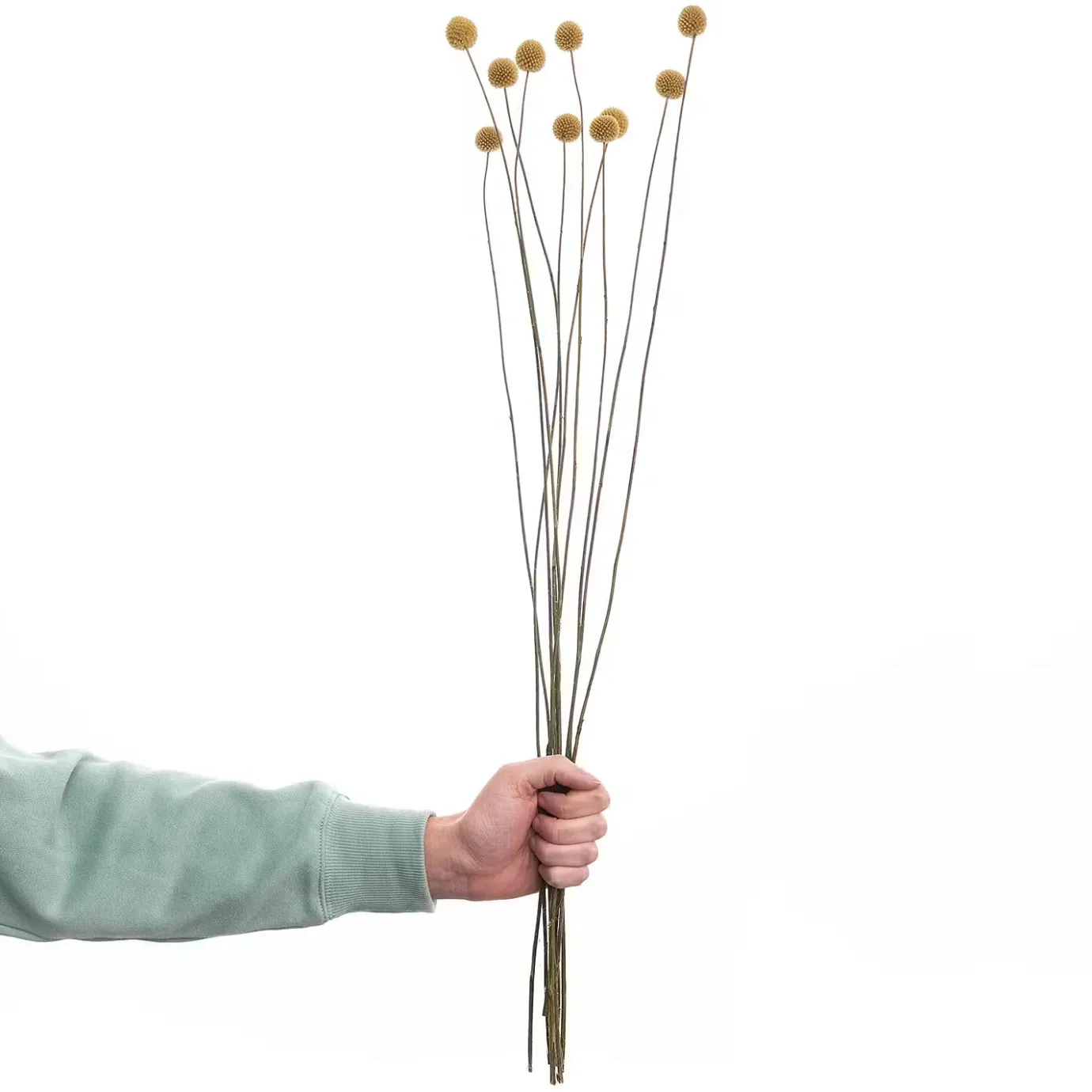 Butlers FLOWER MARKET Trockenblumen Craspedia- Kunstpflanzen|Trockenblumen