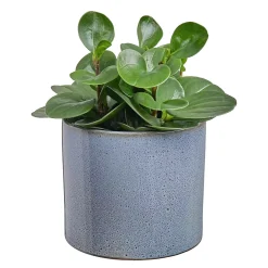 Butlers GLAZE Blumentopf- Blumentöpfe & Übertöpfe